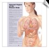 Internal Organs of the Human Body (chart)