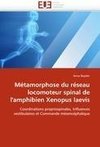 Métamorphose du réseau locomoteur spinal de l'amphibien Xenopus laevis