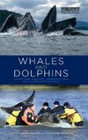 Whales and Dolphins