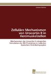 Zelluläre Mechanismen von Urocortin II in Herzmuskelzellen