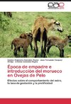 Época de empadre e introducción del morueco en Ovejas de Pelo