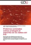 Proteínas seminales ovinas protegen el esperma de los daños del frío