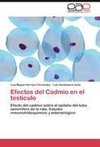 Efectos del Cadmio en el testículo