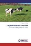 Superovulation in Cows