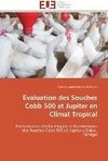 Evaluation des  Souches Cobb 500 et Jupiter en Climat Tropical