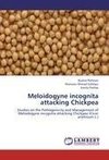 Meloidogyne incognita attacking Chickpea