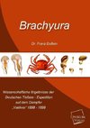 Brachyura