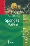 Sponges (Porifera)