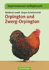 Orpington und Zwerg-Orpington