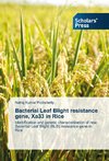 Bacterial Leaf Blight resistance gene, Xa33 in Rice