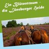 Ein Blütentraum - die Lüneburger Heide