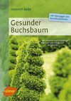 Gesunder Buchsbaum