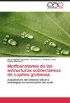 Morfoanatomía de las estructuras subterráneas de cuphea glutinosa