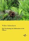 Die Wanderung des Kalkoxalats in der Pflanze