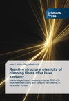 Reactive structural plasticity of climbing fibres after laser axotomy