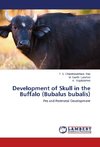 Development of Skull in the Buffalo (Bubalus bubalis)