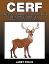 Cerf