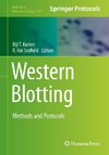 Western Blotting