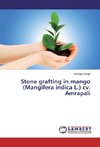 Stone grafting in mango (Mangifera indica L.) cv. Amrapali