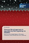 Vascular Morphogenesis is regulated by Wnt signaling via PDZRN3