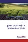 Flowering Strategies in Ochradenus baccatus, a gynodioecious species