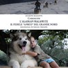 Conoscere l'Alaskan Malamute - Il fedele 