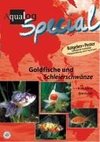 Goldfische und Schleierschwänze