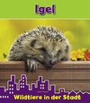 Igel. Wildtiere in der Stadt