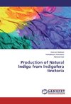 Production of Natural Indigo from Indigofera tinctoria