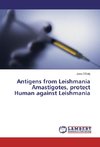 Antigens from Leishmania Amastigotes, protect Human against Leishmania