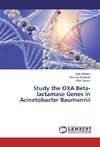 Study the OXA Beta-lactamase Genes in Acinetobacter Baumannii