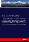 North American Shore Birds