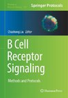 B Cell Receptor Signaling