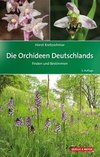 Die Orchideen Deutschlands