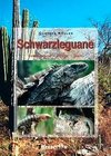 Schwarzleguane