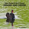 New Zealand bird views