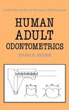 Human Adult Odontometrics