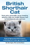 British Shorthair Cat