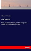 The Rabbit