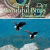 Beautiful Birds