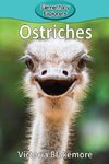 Ostriches