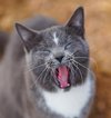 Colorado Barn Cats - Skunk and Chauncey