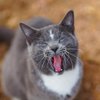 Colorado Barn Cats - Skunk and Chauncey