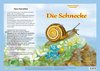 Naturkamishibai - Die Schnecke