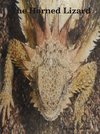 The Horned Lizard