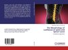 The Morphology of Lumbosacral spine and Spinal Canal