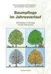 Baumpflege im Jahresverlauf