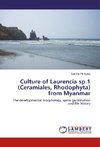 Culture of Laurencia sp.1 (Ceramiales, Rhodophyta) from Myanmar