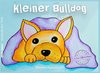 Kleiner Bulldog