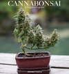 Cannabonsai